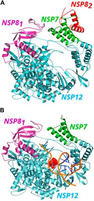 Investigation of protein-protein interactions and hotspot region on the NSP7-NSP8 binding site in NSP12 of SARS-CoV-2